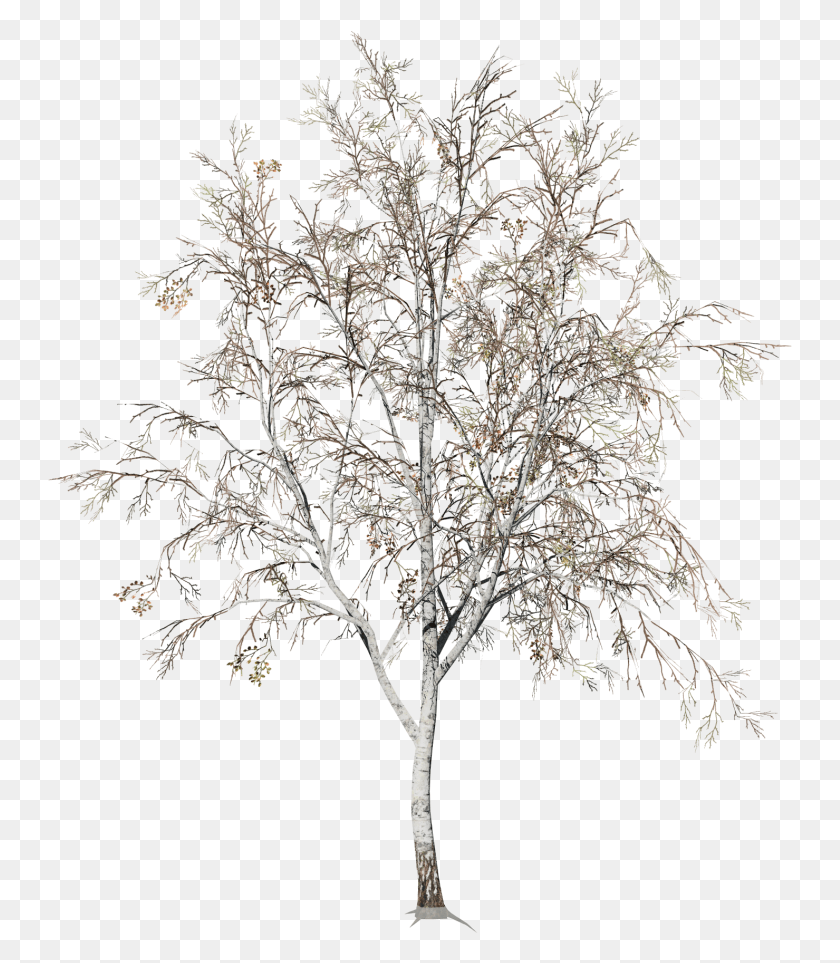 745x903 Paper Birch Winter, Tree, Plant, Tree Trunk HD PNG Download
