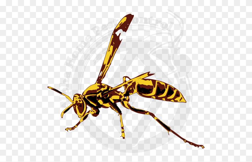 525x481 Paper Wasp Image Gallery Illustration, Bee, Insect, Invertebrate HD PNG Download