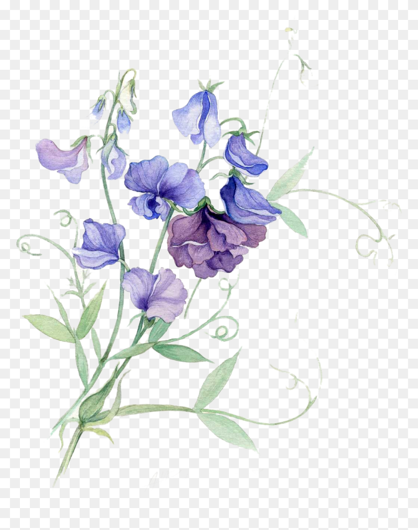 1043x1343 Paper Watercolor Painting Watercolor Sweet Pea Flower, Plant, Floral Design, Pattern HD PNG Download
