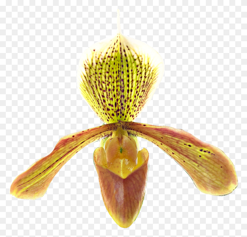1024x979 Paphiopedilum Idaleciosantos Orchid Orchids Orchideas, Plant, Flower, Blossom HD PNG Download