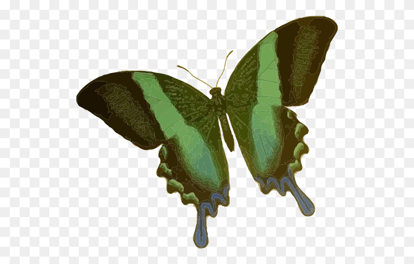 532x475 Papilio Blumei Butterfly Insect Borboleta Inseto Mariposa Green Swallowtail, Moth, Invertebrate, Animal HD PNG Download