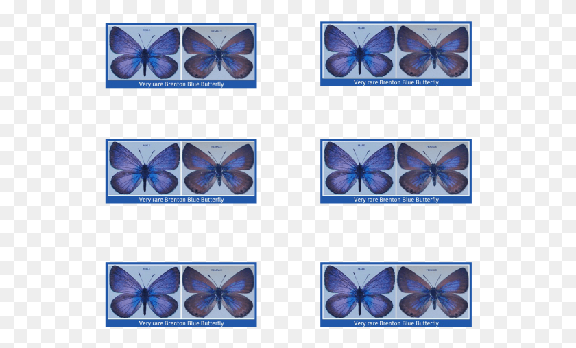 536x447 Papilio Machaon, Animal, Purple, Sea Life HD PNG Download