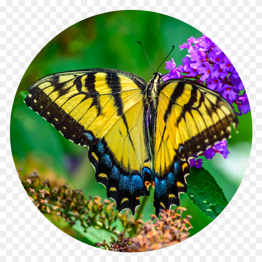 783x783 Papilio Machaon, Monarch, Butterfly, Insect HD PNG Download