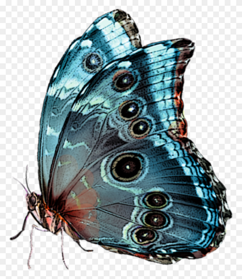 821x958 Papillon, Butterfly, Insect, Invertebrate HD PNG Download