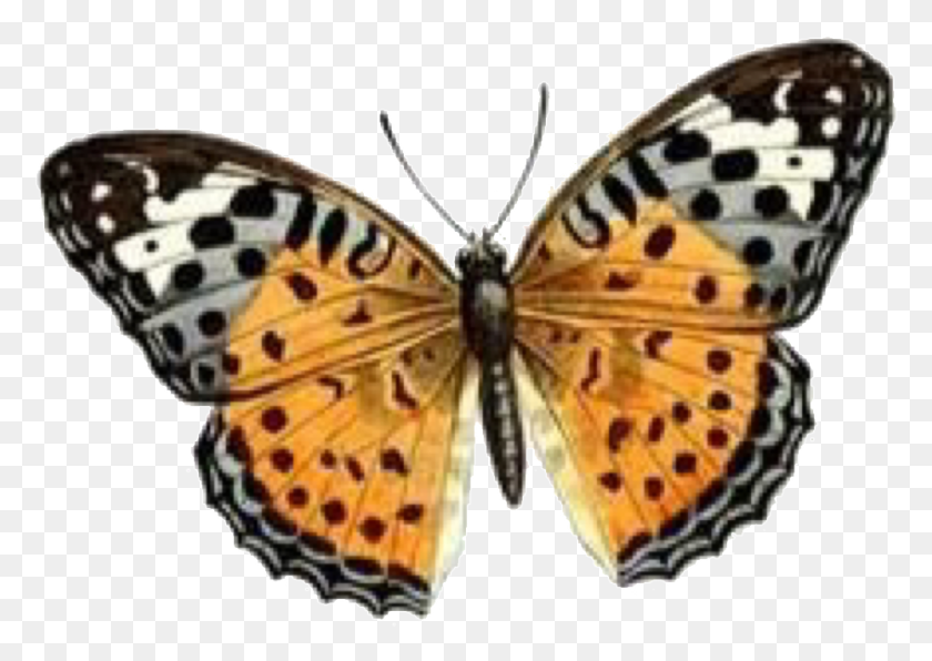 932x641 Папийон Винтажная Бабочка Рисунок Бабочки Клип-Изображения Бабочки, Насекомых, Беспозвоночных, Животных Png Скачать