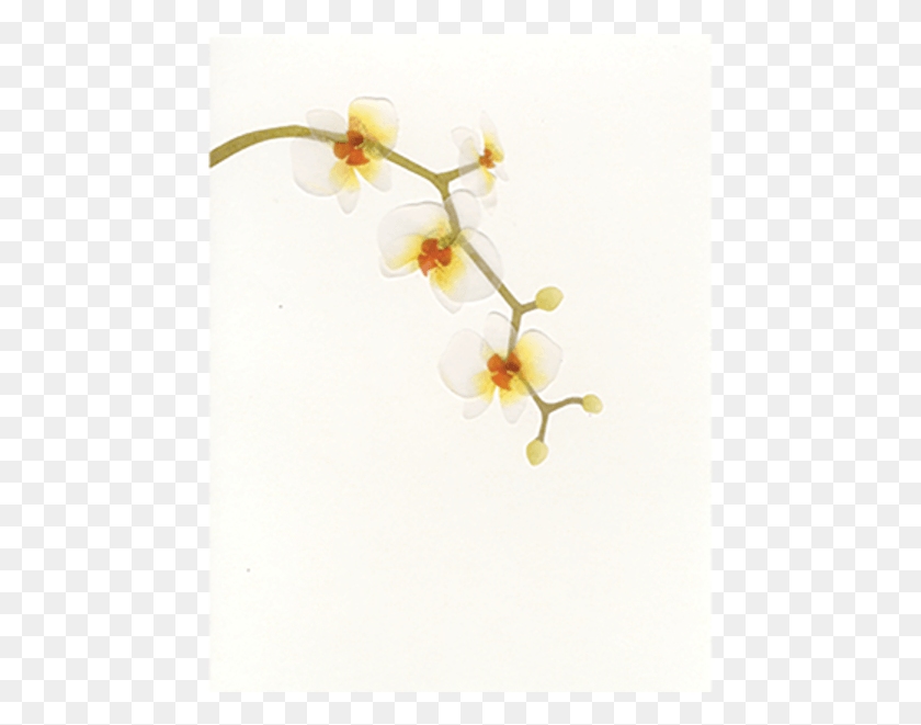461x601 Papyrus Everyday Blank Cards Phalaenopsis Sanderiana, Plant, Anther, Flower HD PNG Download