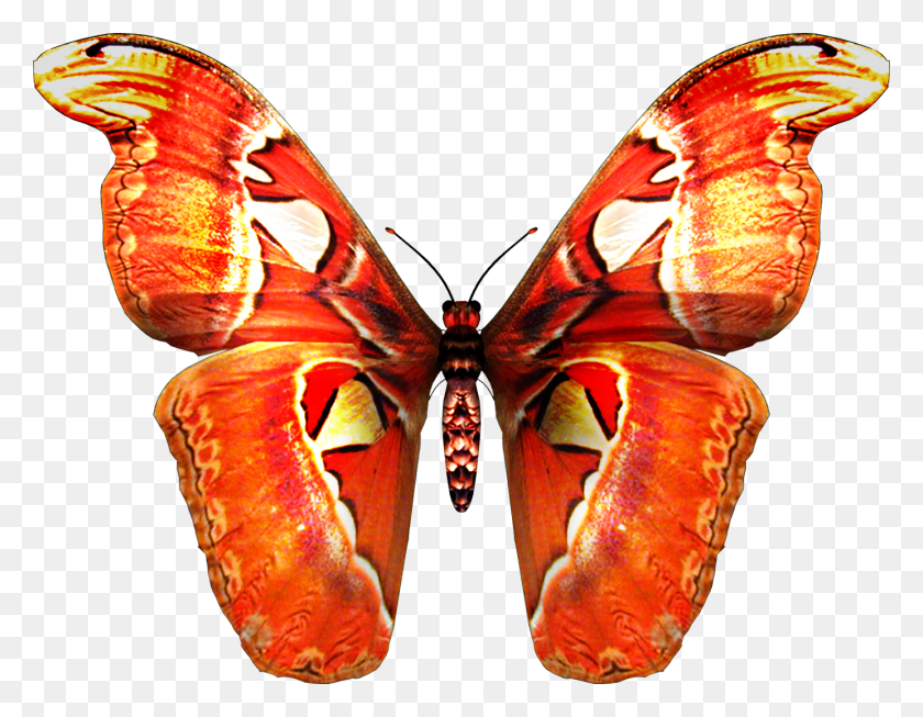 1383x1052 Para Ver La Coleccion Completa De Mariposas Ir Butterfly, Ornament, Pattern, Lobster HD PNG Download