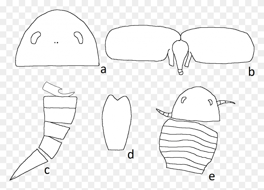 1735x1216 Окаменелости Parahughmilleria Salteri Line Art, Трафарет, Человек, Человек Hd Png Скачать