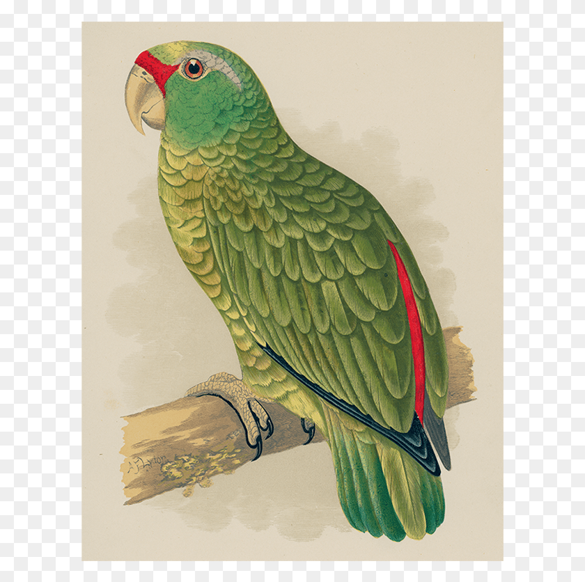 607x776 Parakeet, Bird, Animal, Parrot HD PNG Download