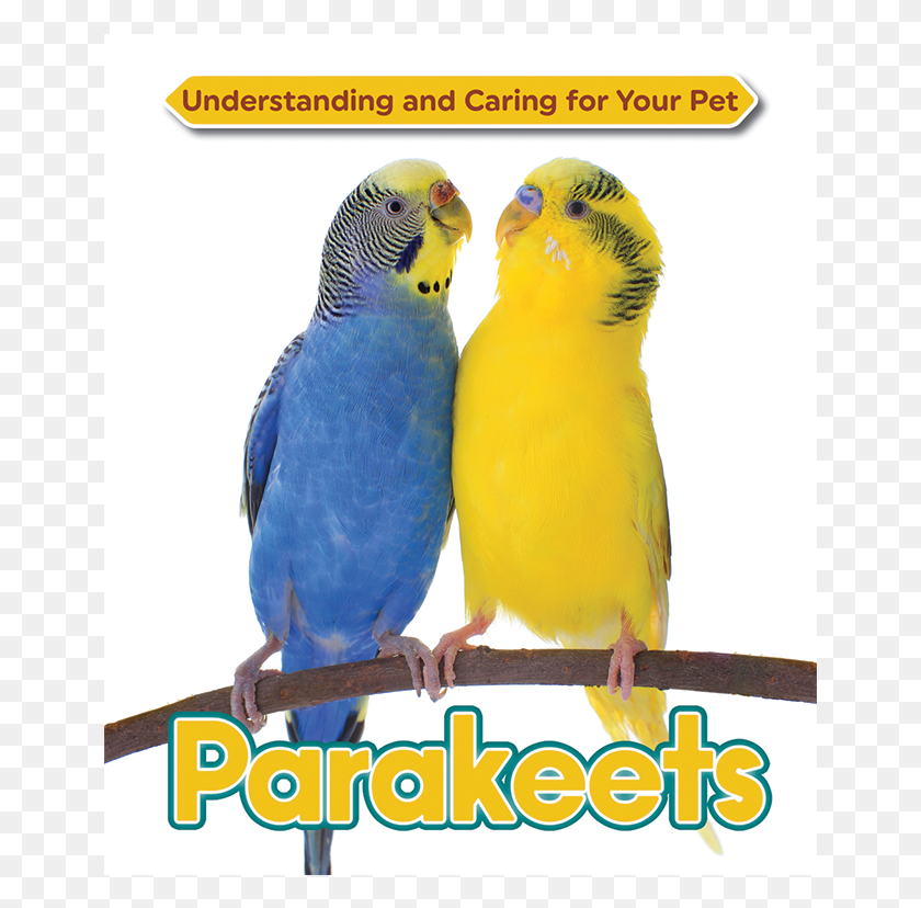 651x768 Parakeet, Parrot, Bird, Animal HD PNG Download