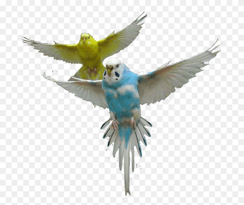 699x647 Parakeet Clipart Bird Fly Budgie Flying, Animal, Parrot, Finch HD PNG Download