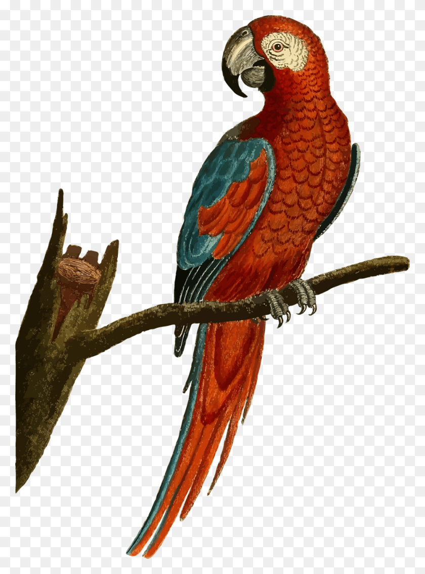 930x1280 Parakeet Parrot Vintage, Macaw, Bird, Animal HD PNG Download