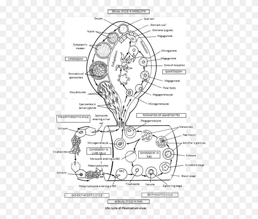 498x653 Paramecium Drawing Plasmodium Life Cycle Of Plasmodium Vivax, Diagram, Plot, Plan HD PNG Download