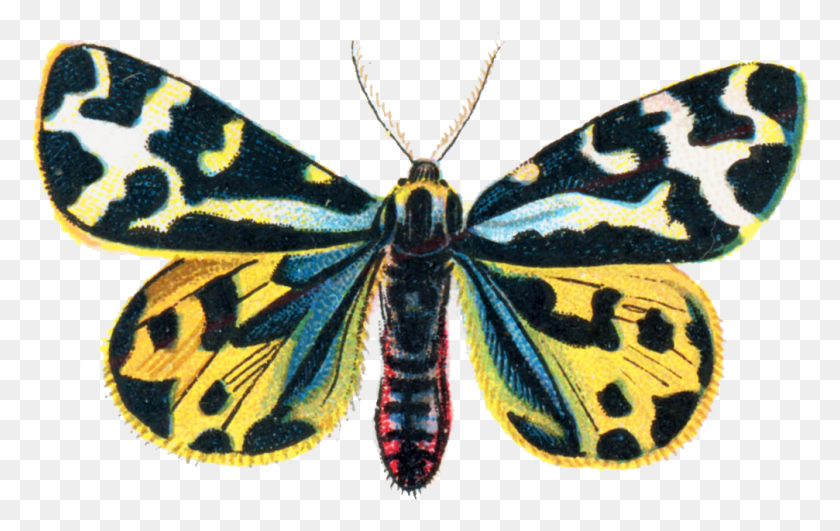 1007x609 Parasemia Plantaginis Moth 001 Riodinidae, Бабочка, Насекомое, Беспозвоночные Hd Png Скачать