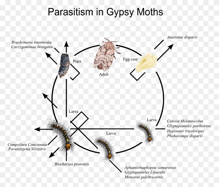 1000x842 Parasitism In Gypsy Moths Moth Before It39s A Moth, Animal, Insect, Invertebrate HD PNG Download