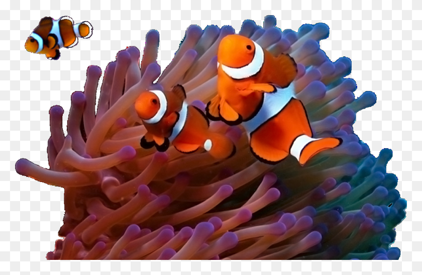 985x616 Рыба-Клоун В Коралловом Рифе, Амфиприон, Морская Жизнь, Рыба Png Скачать