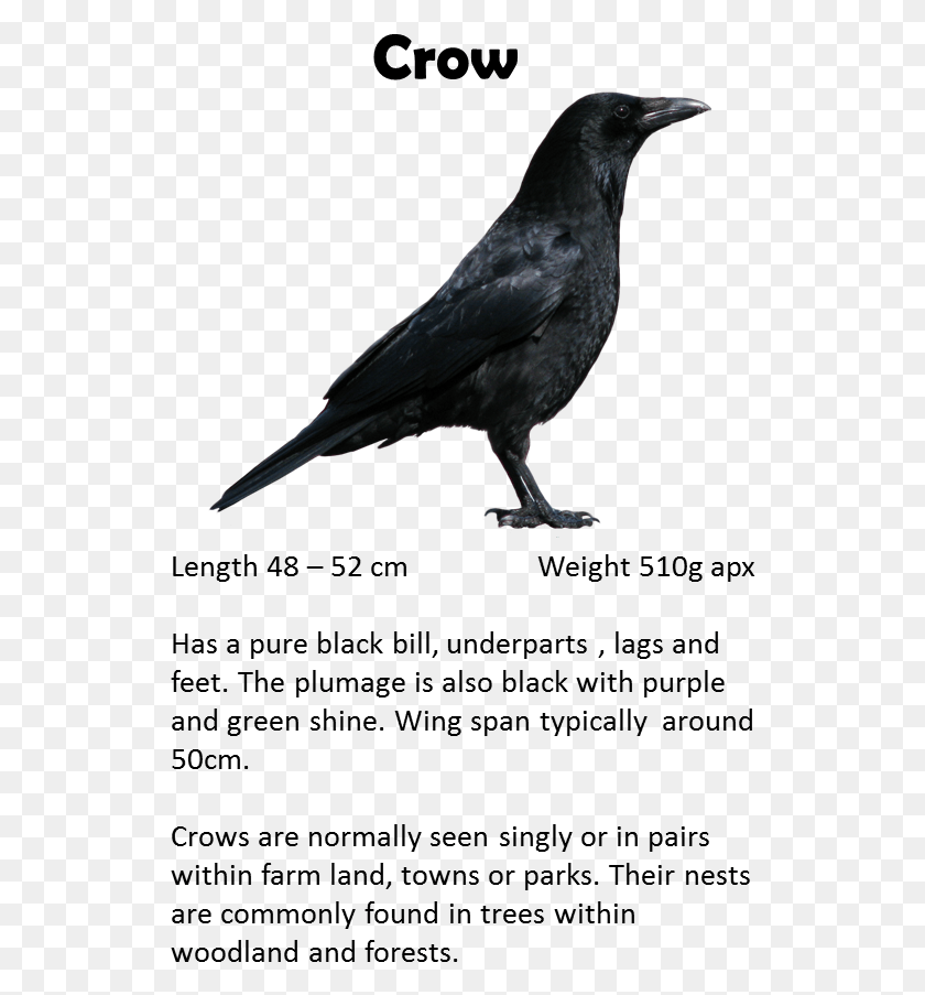 532x843 Parent Directory Raven, Bird, Animal, Crow HD PNG Download