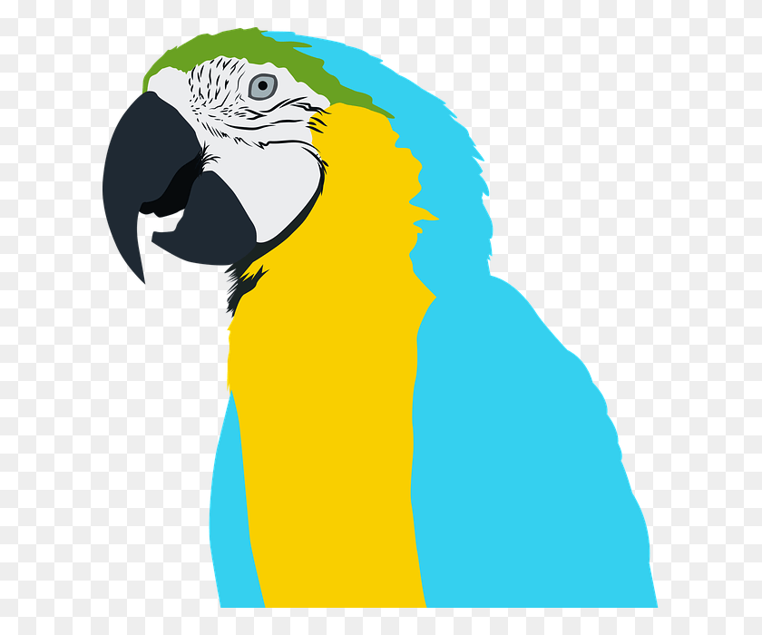613x640 Parrot, Bird, Animal, Person HD PNG Download