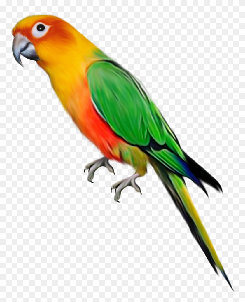 810x1013 Parrot, Bird, Animal, Macaw HD PNG Download