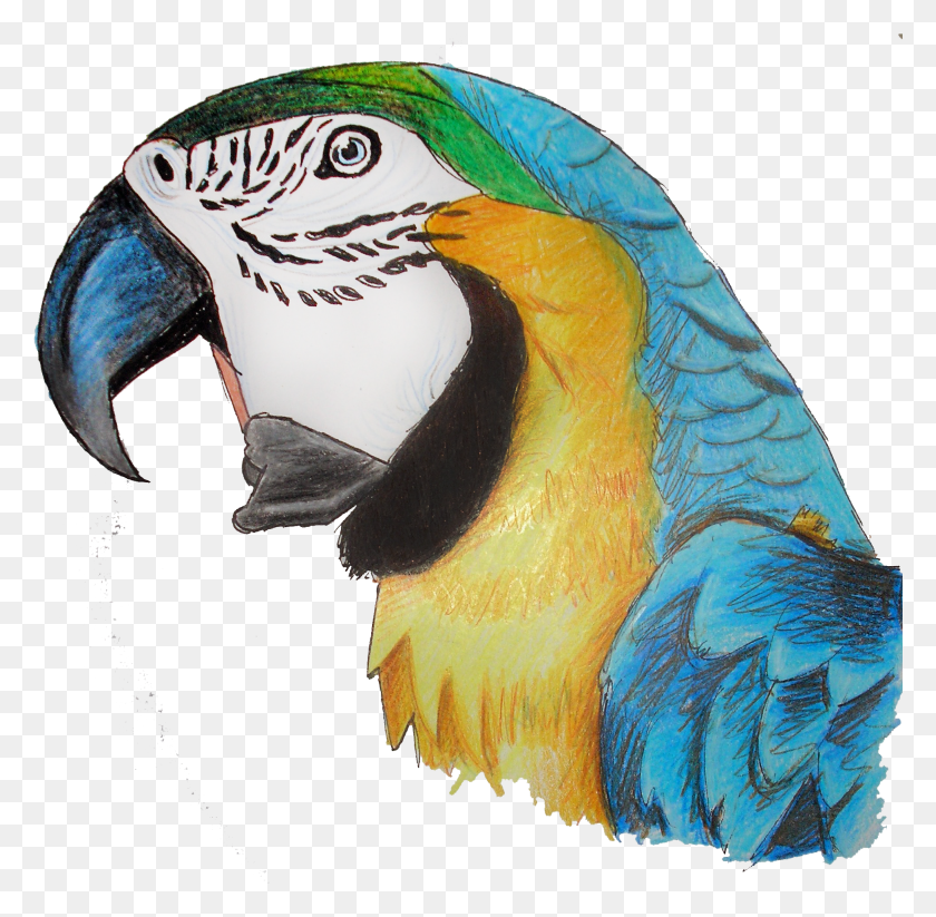 1953x1912 Parrot HD PNG Download