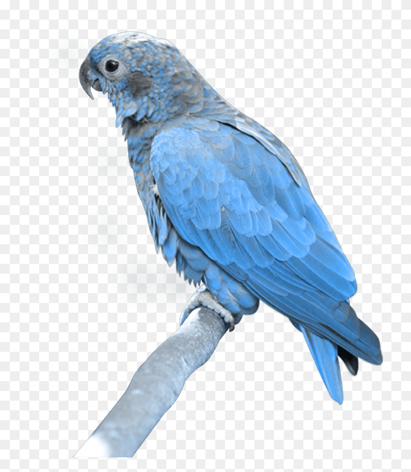729x906 Parrot, Bird, Animal, African Grey Parrot HD PNG Download