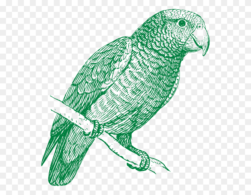 564x595 Parrot, Bird, Animal, Beak HD PNG Download