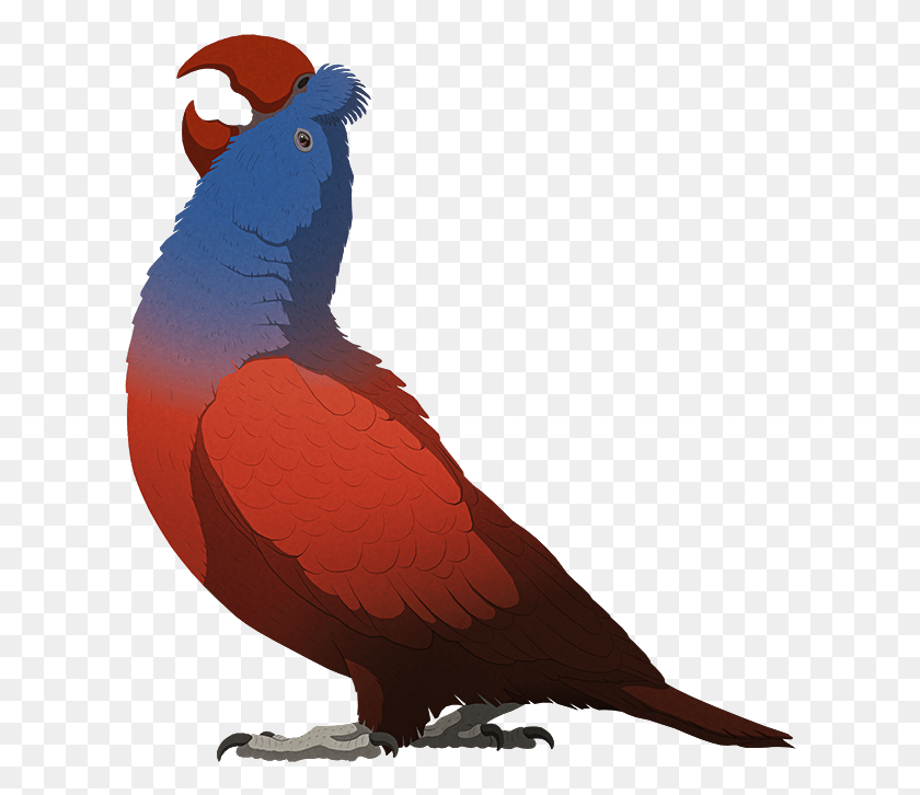 614x666 Parrot, Bird, Animal, Cockatoo HD PNG Download