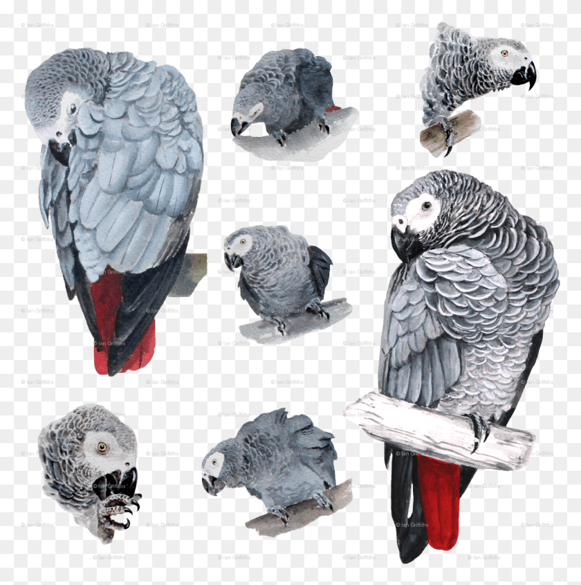 1209x1218 Попугай, Африканский Серый Попугай, Птица, Животное Hd Png Скачать