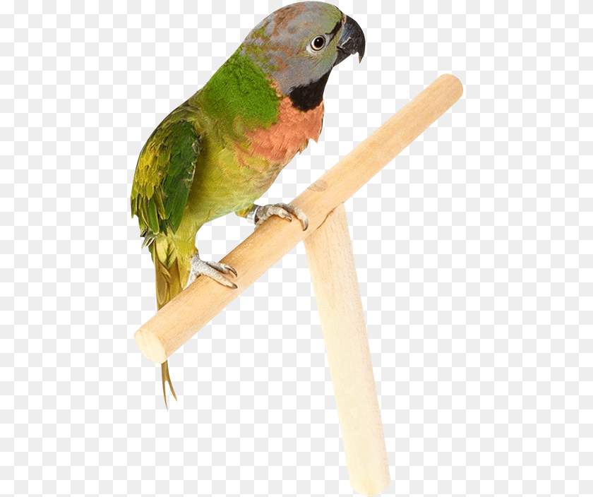 473x704 Parrot, Animal, Bird, Parakeet, Axe Clipart PNG