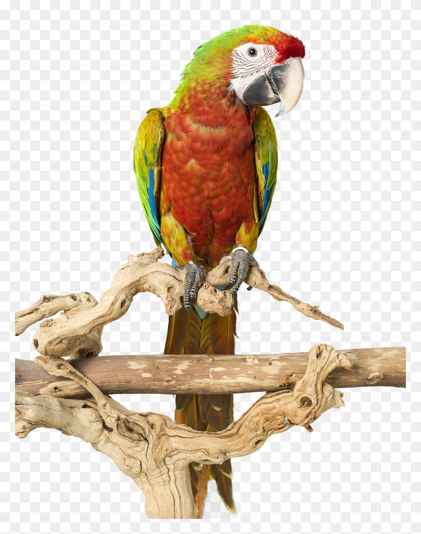 1492x1920 Попугай Клетка Для Птиц Амазонка Африканский Серый Ара Какаду Попугай На Подставке, Животное, Дерево Png Скачать