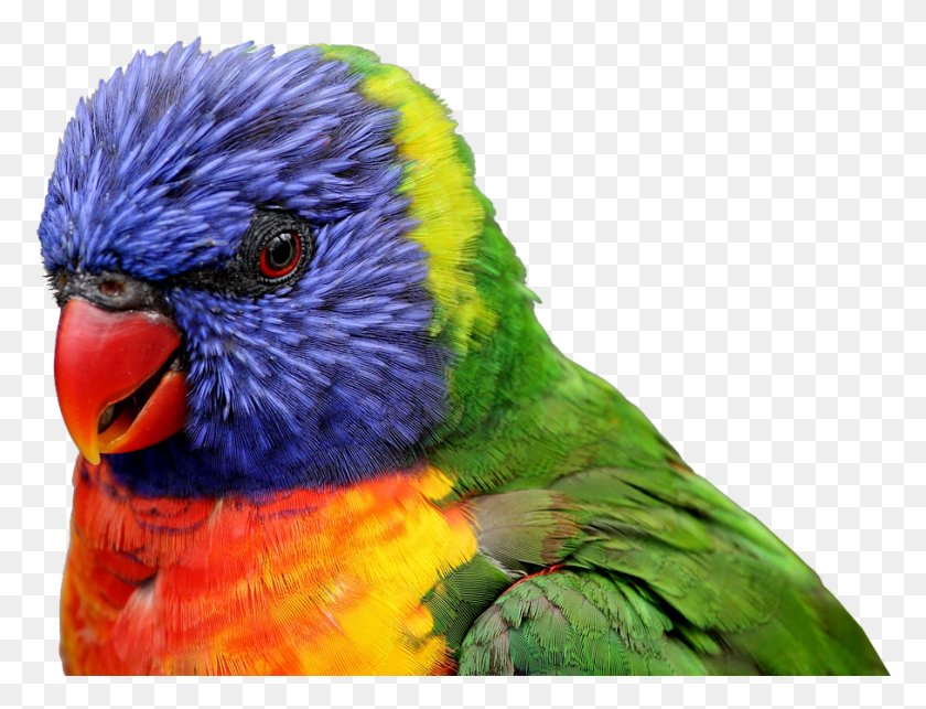 907x678 Parrot Bird Feather Tropical Animal Close Up Rainbow Lorikeet No Background, Chicken, Poultry, Fowl HD PNG Download