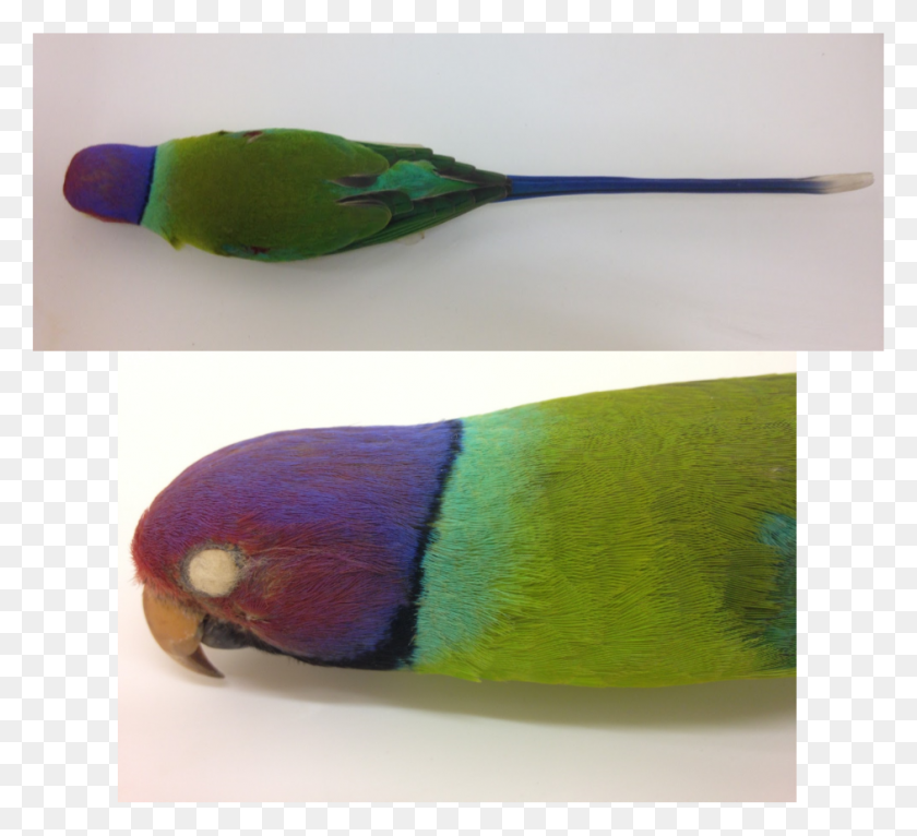 941x852 Parrot Budgie, Animal, Bird, Plant HD PNG Download