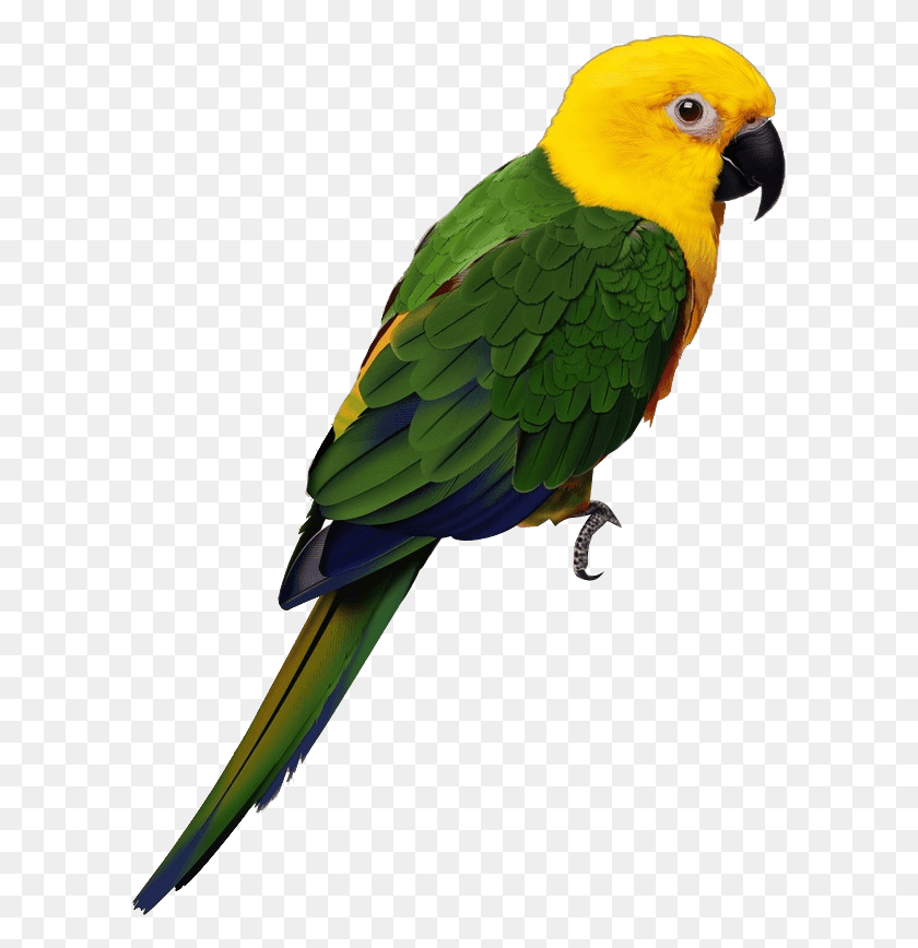 599x808 Parrot Cartoon Kartinka Popugaya Na Belom Fone, Bird, Animal, Beak HD PNG Download