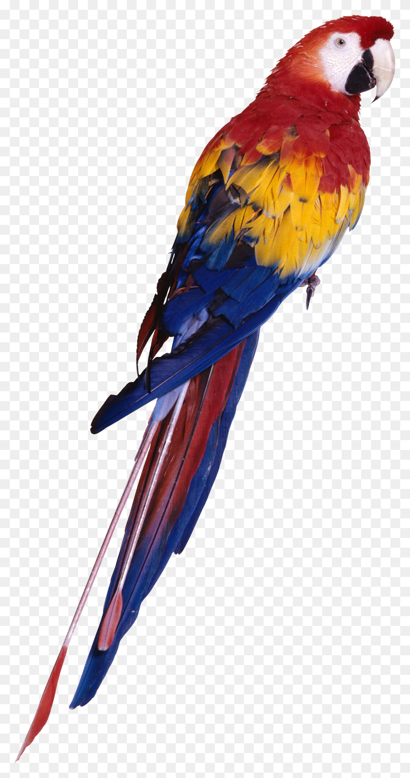 1948x3826 Parrot Clipart Picsart Parrot, Bird, Animal, Macaw HD PNG Download