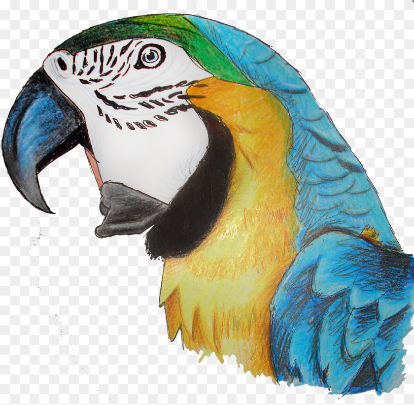 1953x1912 Parrot Download Macaw, Publication, Book, Comics, Person Transparent PNG