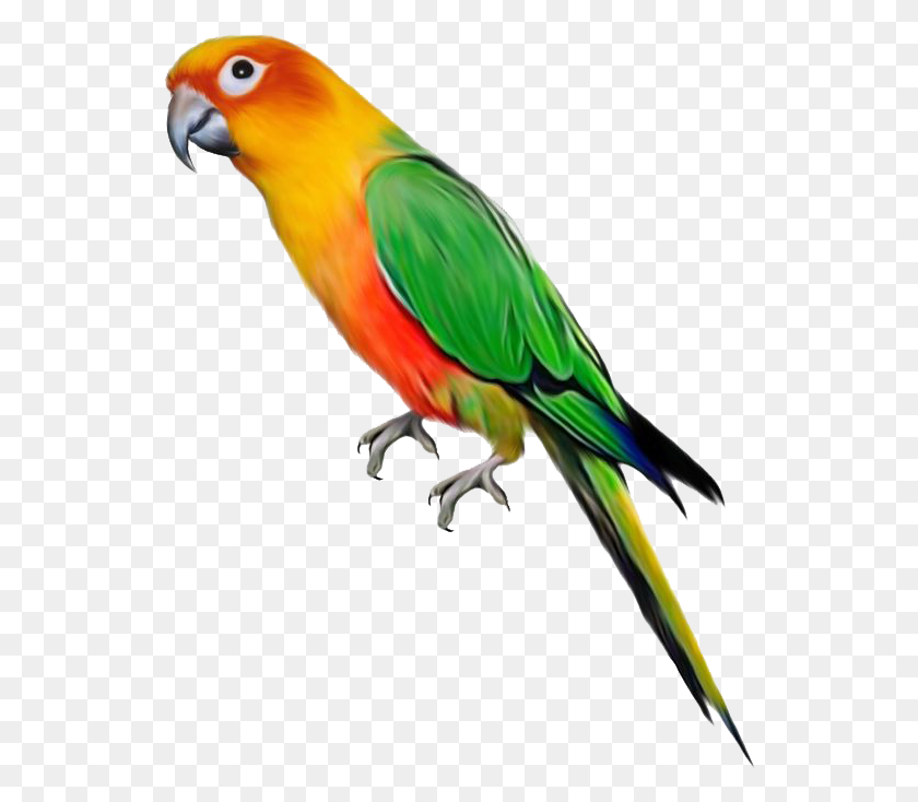542x674 Parrot File Parrot, Bird, Animal, Macaw HD PNG Download