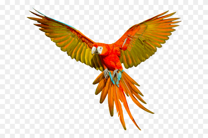 628x497 Parrot Flying, Bird, Animal, Macaw HD PNG Download