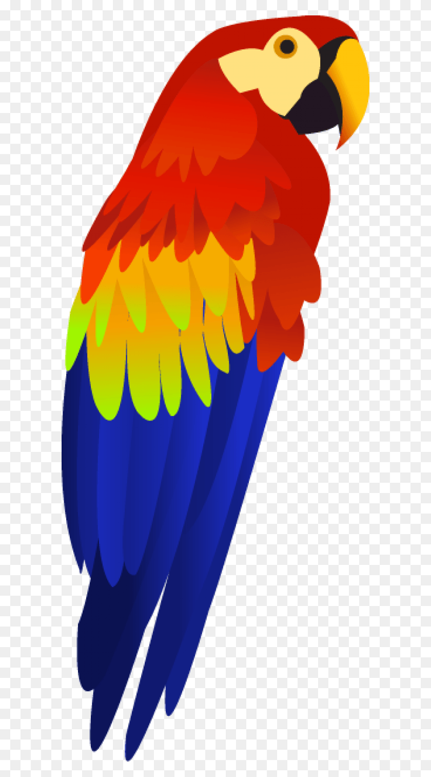 600x1453 Parrot Free Transparent Background Parrot Clipart, Bird, Animal, Fire HD PNG Download