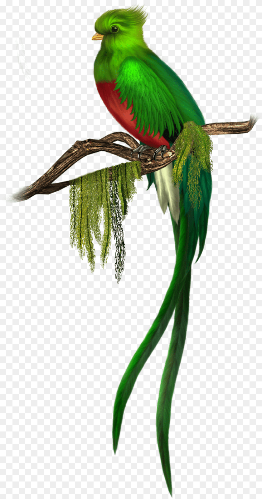 Parrot Konfest, Animal, Bird Sticker PNG