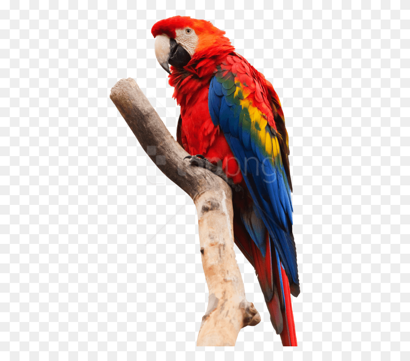 393x680 Попугай Ара Изображения Фон Алая Ара Белый Фон, Птица, Животное Hd Png Скачать