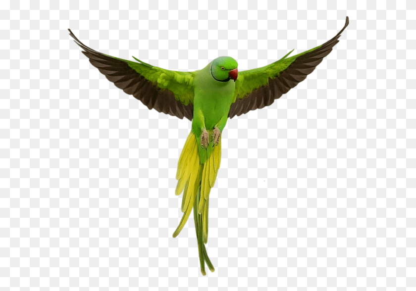 572x528 Parrot Parrot, Bird, Animal, Parakeet HD PNG Download