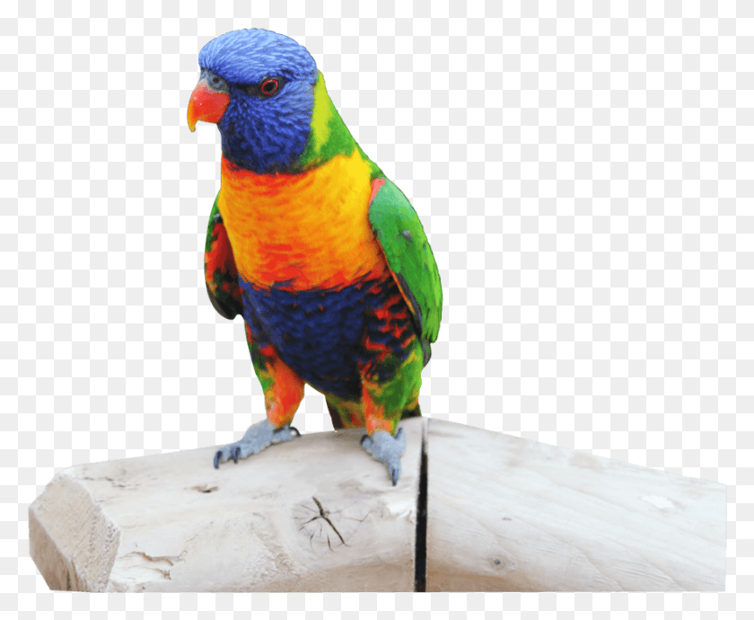 878x710 Parrot Perched On A Log Lorikeet, Bird, Animal, Macaw HD PNG Download