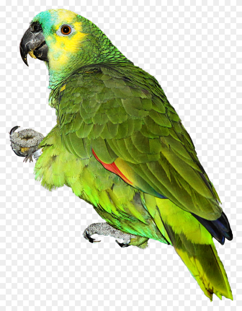 783x1021 Parrot .png, Bird, Animal, Macaw HD PNG Download