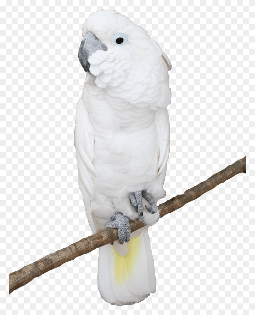 1276x1600 Попугай Psd И На Белом Фоне Бесплатно Белые Попугаи, Птица, Животное, Какаду Hd Png Скачать
