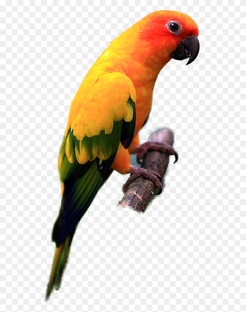 539x1005 Parrot Sun Conure Conuro, Bird, Animal, Macaw HD PNG Download