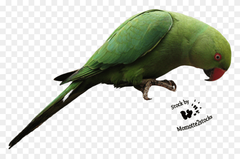 946x605 Попугай Прозрачный Зеленый Попугай, Птица, Животное, Попугай Hd Png Скачать