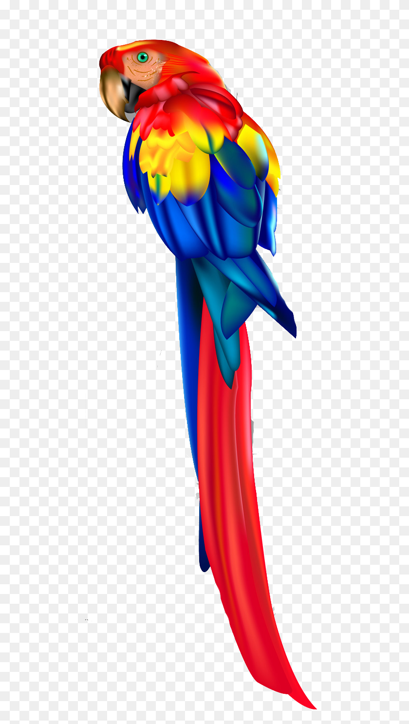 491x1427 Parrot Vector, Bird, Animal, Clothing HD PNG Download