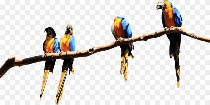 960x480 Parrots Branch Isolated Parrot Bird Plumage Birds Macaw, Animal Clipart PNG