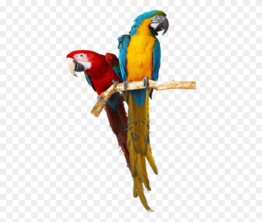 418x651 Parrots Parrot Stock, Bird, Animal, Macaw HD PNG Download