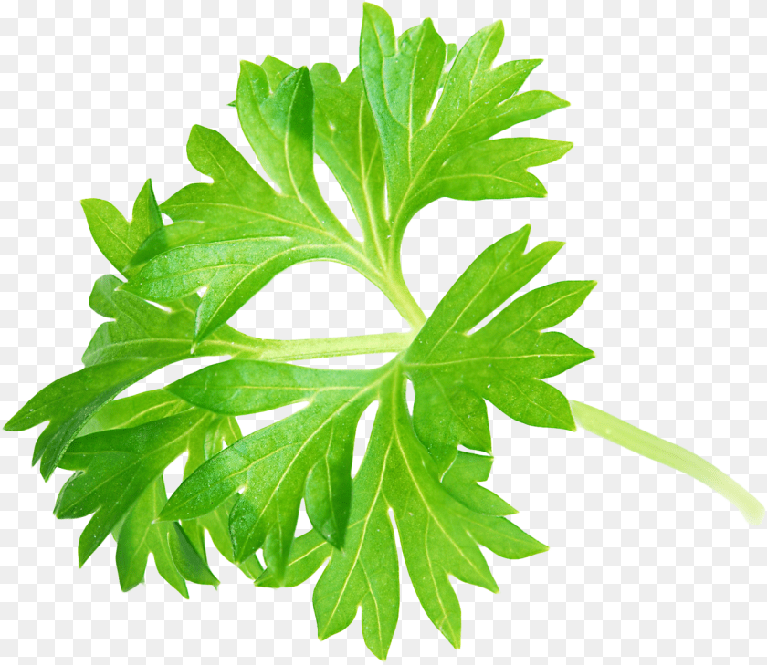 Parsley, Herbs, Plant, Herbal, Leaf Transparent PNG